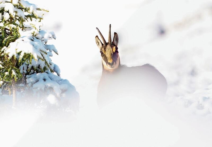 Für Andrea Germann aus Obfelden ist diese Haubenmeise im Bild links der «Punk unter den Meisen»: Diese Haubenmeise ist ihr in einem Bündner Bergwald vor die Linse geflogen. Bild rechts oben: In den verschneiten Berner Alpen ist ihr diese Gämse über den Weg gelaufen. «Erwischt» hat Germann zum Bild geschrieben.