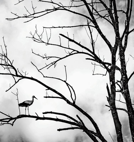 Eine Szene wie aus einem Gruselfilm: 
«Die Störche der Reussebene sind auch in Schwarz-Weiss sehr fotogen.»