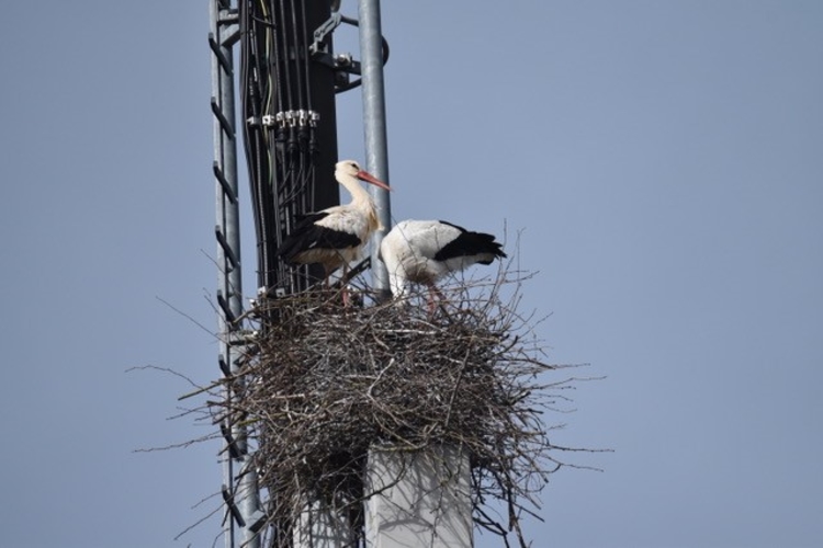 Ein Storchenpaar nistete auf einer Antenne in Bonstetten. Nun wurde das Nest unerlaubterweise entfernt. (Bild Daniel Stark)