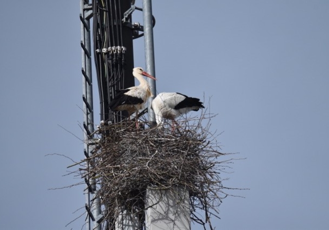 Ein Storchenpaar nistete auf einer Antenne in Bonstetten. Nun wurde das Nest unerlaubterweise entfernt. (Bild Daniel Stark)