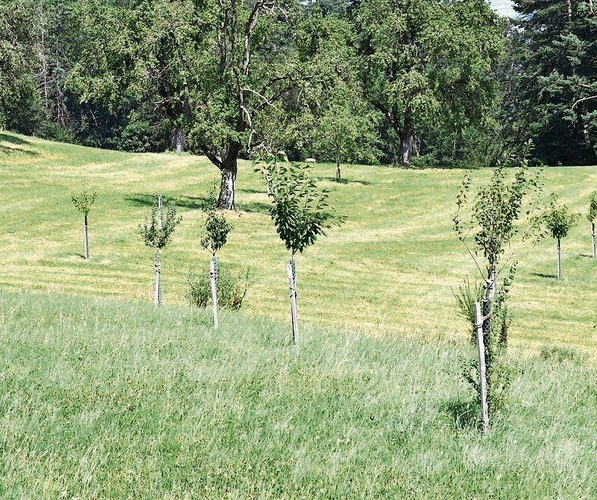 Im Rahmen des Projekts Schattlibach auf der Buchenegg wurden Hecken, Sträucher und Obstbäume gepflanzt.