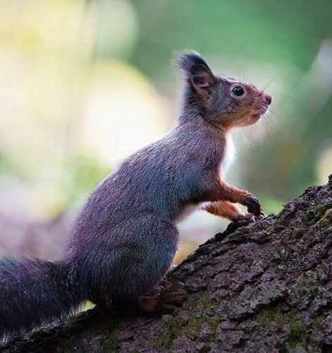 Neugierig reckt das Eichhörnchen sein Näschen in die Lüfte. Ist es wohl auf der Suche nach Nüssen?, fragt man sich da unwillkürlich.