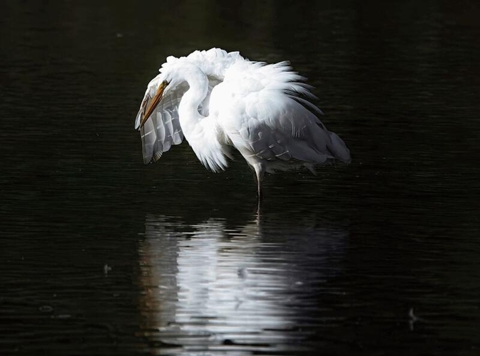 «Majestätisch: Ein Seidenreiher bei der Federpflege am frühen Morgen am Flachsee», schreibt Andrea Germann zu diesem Bild.