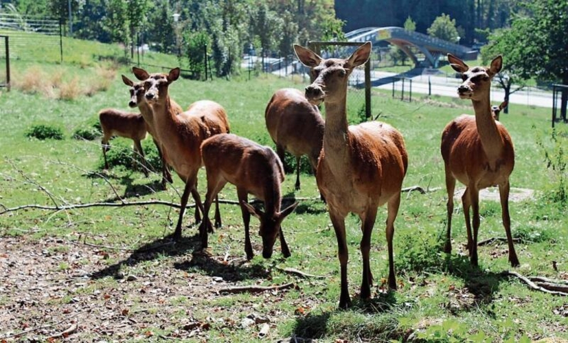 Der Wolf bevorzugt Rehe und Hirsche als Beute, frisst aber auch andere Wild-
tiere. (Bild Angela Bernetta)