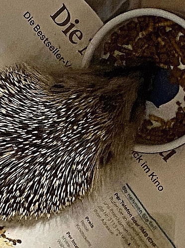 Mindestens 500 Gramm sollte Igel «Noe» auf die Waage bringen, um sich in den Winterschlaf zurückzuziehen.