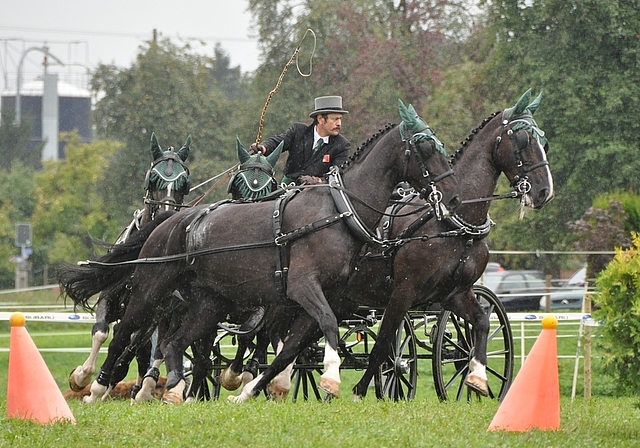 Elegantes Gespann und Dynamik: Hansheiri Weiss beim 1. nationalen Fahrturnier in Zwillikon. (Archivbild)
