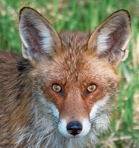 «Besonders die wilden Tiere in unseren Wäldern haben es mir angetan. Der Moment, als mich dieser Fuchs direkt anschaute, war unbezahlbar.»