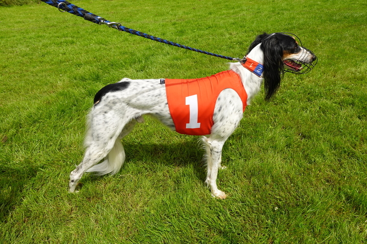 In der Schweiz rennt kein Saluki schneller als er: der fünfeinhalbjährige Rüde "Rephi".