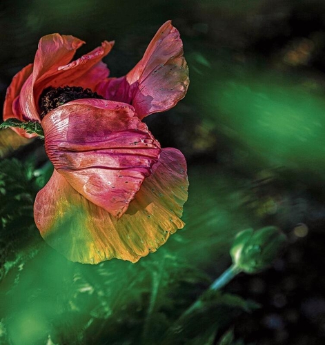 «Diese Mohnblüte tauchte wie ein roter 
Ritterhelm im Gras auf, als die Morgensonne plötzlich darauf fiel.»