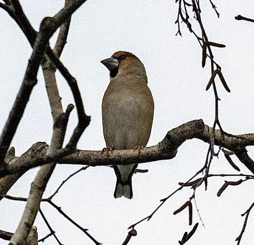 Kernbeisser. (Bilder Gianni Gliott)