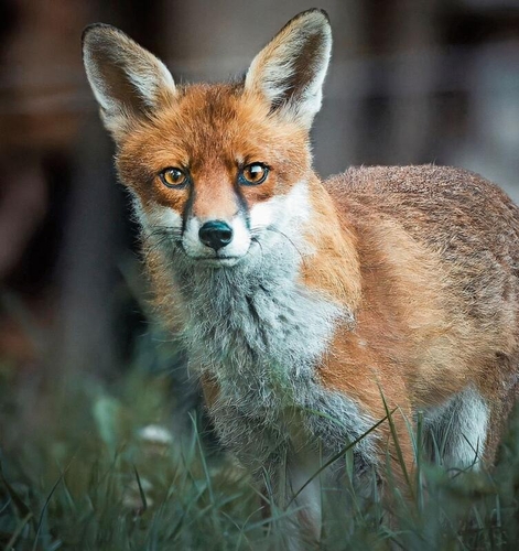 Ganz nah: «Dieser Obfelder Rotfuchs liess sich von mir und meiner Kamera nicht stören», erzählt die Fotografin.