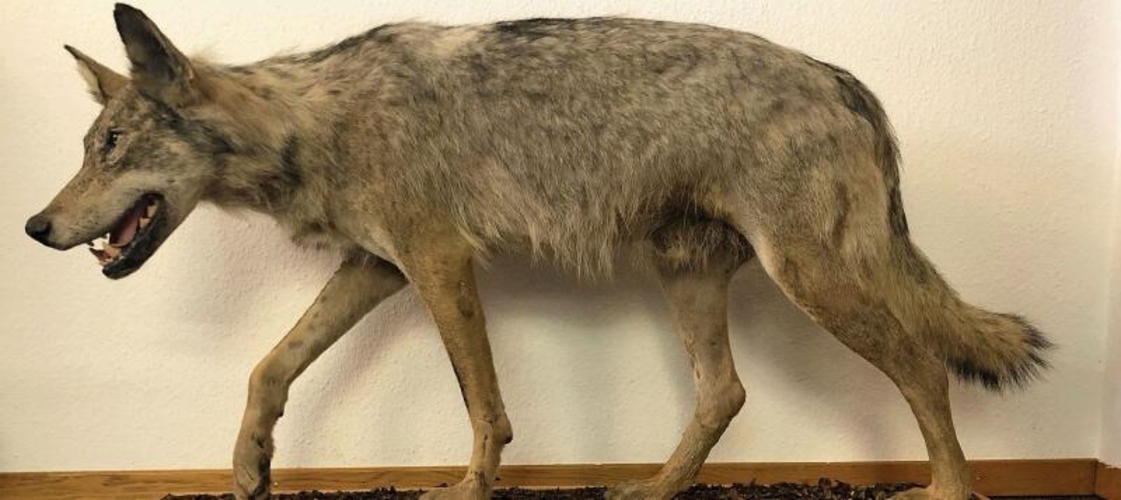 Der erste nachgewiesene Wolf im Kanton Zürich seit über 100 Jahren wurde 2014 in Schlieren von einem Zug erfasst. 
Sein Präparat ist im Zoologischen Museum der Universität Zürich ausgestellt. (Bild Baudirektion Kanton Zürich)