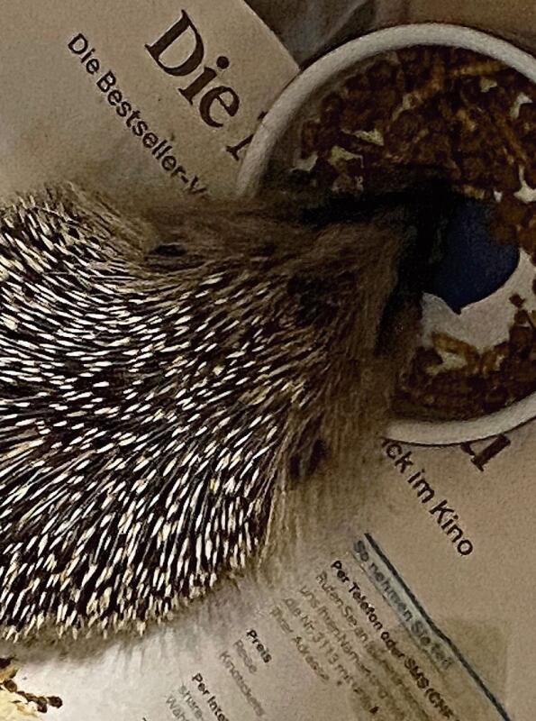 Mindestens 500 Gramm sollte Igel «Noe» auf die Waage bringen, um sich in den Winterschlaf zurückzuziehen.