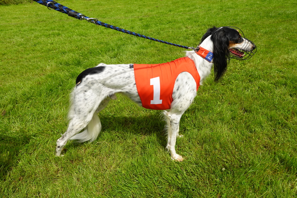 In der Schweiz rennt kein Saluki schneller als er: der fünfeinhalbjährige Rüde "Rephi".