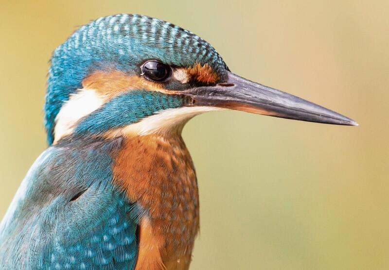 «Der Eisvogel und die Waldohreule sind beides Vögel, die im Säuliamt relativ häufig vorkommen, die aber nicht immer einfach zu entdecken sind», erzählt der Affoltemer Biologe und Fotograf Pascal Halder. «Durch das äussere Erscheinungsbild kann man erahnen, dass sie unterschiedliche Lebensweisen und Vorlieben haben.»