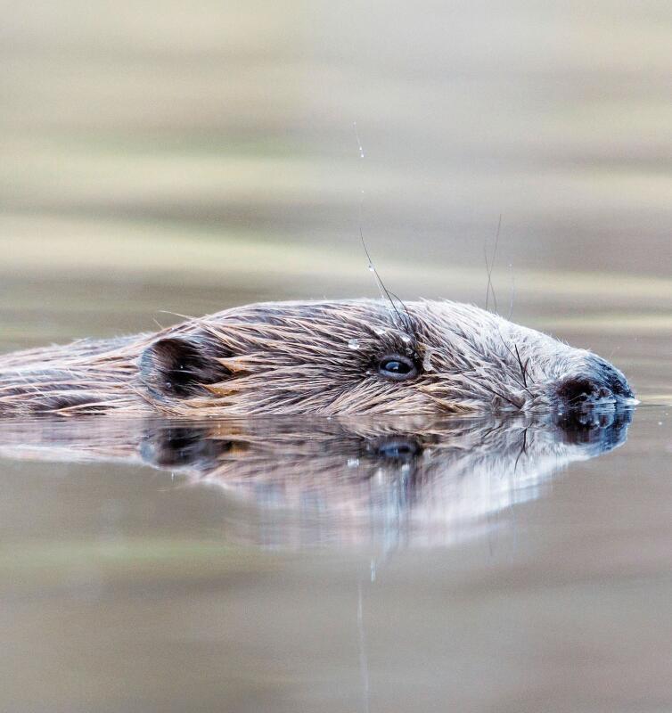 Der nicht überall geliebte Naturraumgestalter ist selten tagsüber anzutreffen. Dieses Bild ist in der Dämmerung entstanden.