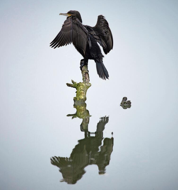 «Dieser Kormoran, der seine Flügel trocknet, liess sich von der –5 Grad kalten Winterluft nicht stören. Für mich als Fotograf war es weniger angenehm.»