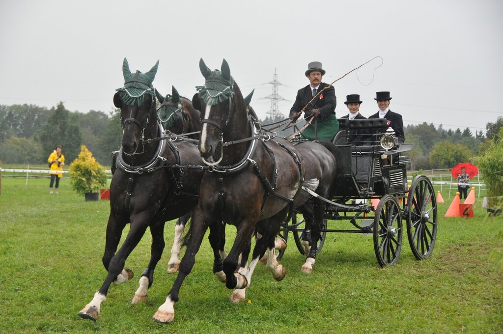 Elegantes Vierergespann: Hansheiri Weiss im Parcours. (Bilder Werner Schneiter)
