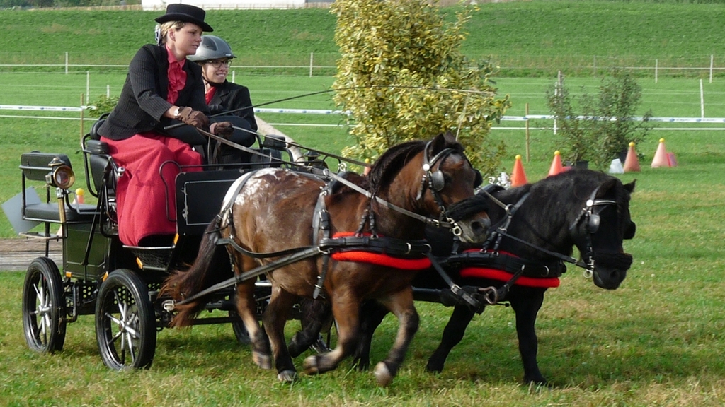 Carole Streich aus Maschwanden mit Joy und Jin: Platz fünf in der Kategorie Ponys gemischt. (Bild Jeannette Eckert)